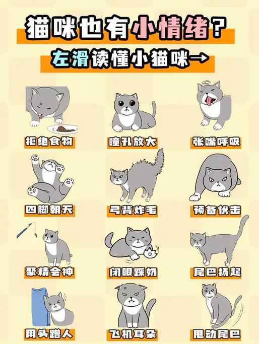 猫咪心情不好怎么办,猫猫心情不好的表现-第6张图片-后鲨宠物 猫咪心情不好怎么办,猫猫心情不好的表现-第6张图片-后鲨宠物