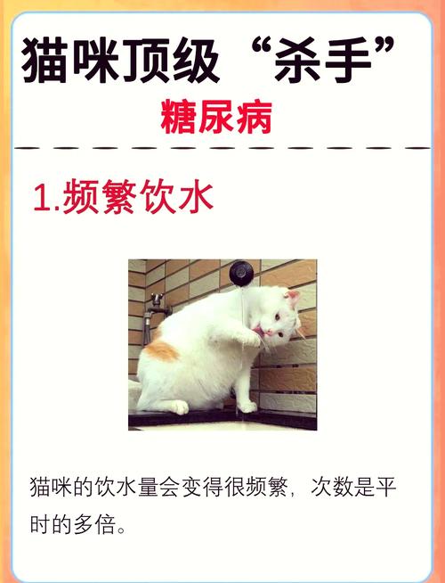 猫咪低血糖症状表现_猫咪低血糖怎么引起的-第2张图片-后鲨宠物 猫咪低血糖症状表现_猫咪低血糖怎么引起的-第2张图片-后鲨宠物