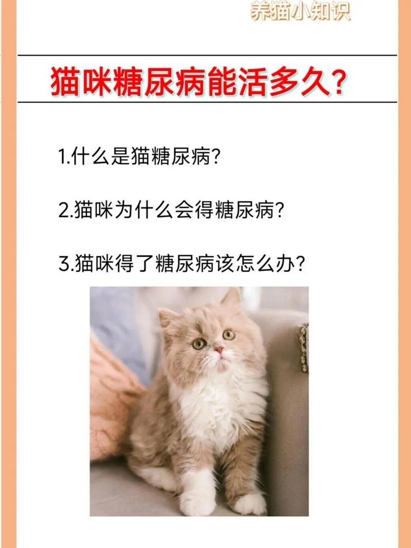 猫咪低血糖症状表现_猫咪低血糖怎么引起的-第5张图片-后鲨宠物 猫咪低血糖症状表现_猫咪低血糖怎么引起的-第5张图片-后鲨宠物