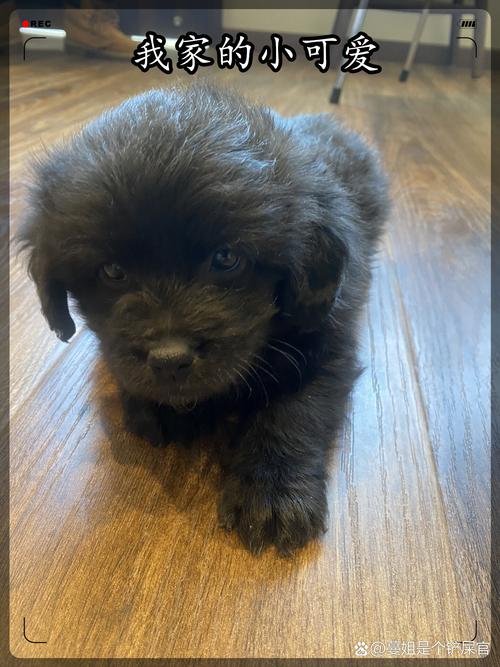 狗狗饭量多少合适_狗狗饭量多少合适正常-第2张图片-后鲨宠物 狗狗饭量多少合适_狗狗饭量多少合适正常-第2张图片-后鲨宠物