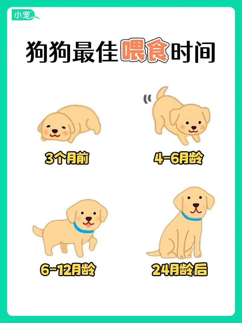 狗狗饭量多少合适_狗狗饭量多少合适正常-第4张图片-后鲨宠物 狗狗饭量多少合适_狗狗饭量多少合适正常-第4张图片-后鲨宠物