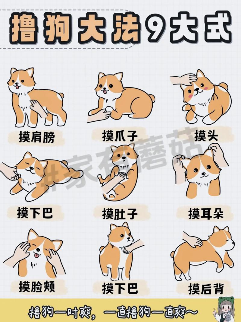 如何给狗狗按摩,如何给狗狗按摩快乐?-第5张图片-后鲨宠物 如何给狗狗按摩,如何给狗狗按摩快乐?-第5张图片-后鲨宠物