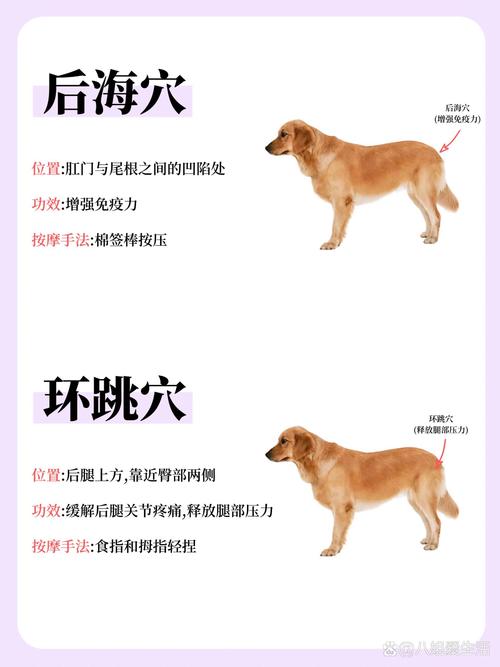 如何给狗狗按摩,如何给狗狗按摩快乐?-第6张图片-后鲨宠物 如何给狗狗按摩,如何给狗狗按摩快乐?-第6张图片-后鲨宠物