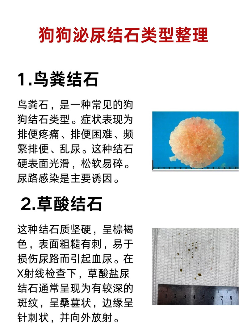 狗狗尿结石的症状,狗狗尿结石最快的排出方法-第1张图片-后鲨宠物 狗狗尿结石的症状,狗狗尿结石最快的排出方法-第1张图片-后鲨宠物