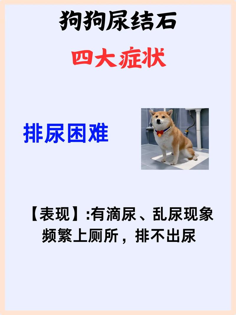 狗狗尿结石的症状,狗狗尿结石最快的排出方法-第5张图片-后鲨宠物 狗狗尿结石的症状,狗狗尿结石最快的排出方法-第5张图片-后鲨宠物