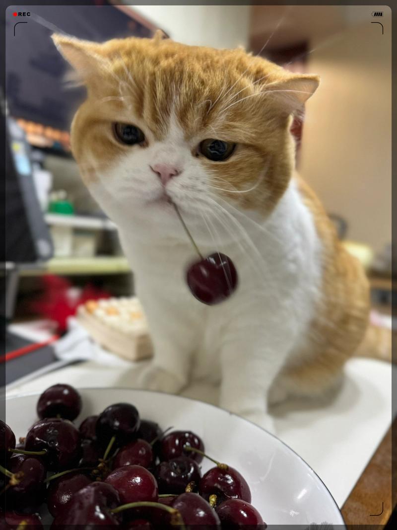 猫咪能吃樱桃吗,宠物猫能吃樱桃吗?-第5张图片-后鲨宠物 猫咪能吃樱桃吗,宠物猫能吃樱桃吗?-第5张图片-后鲨宠物