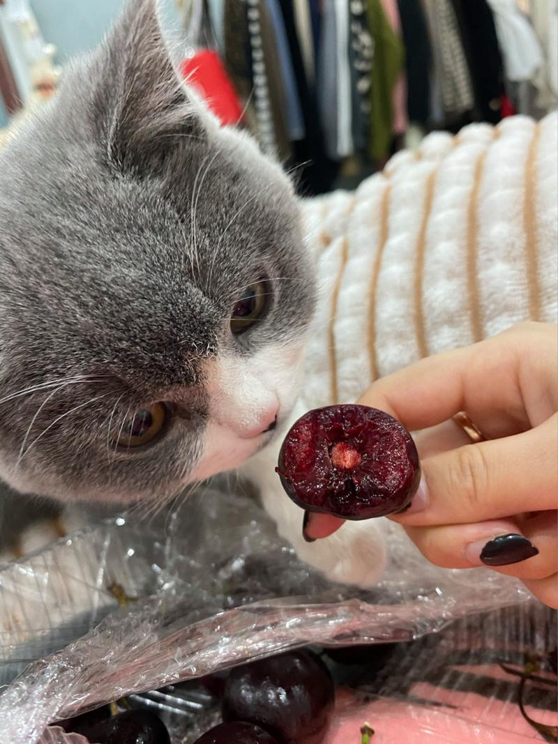 猫咪能吃樱桃吗,宠物猫能吃樱桃吗?-第6张图片-后鲨宠物 猫咪能吃樱桃吗,宠物猫能吃樱桃吗?-第6张图片-后鲨宠物
