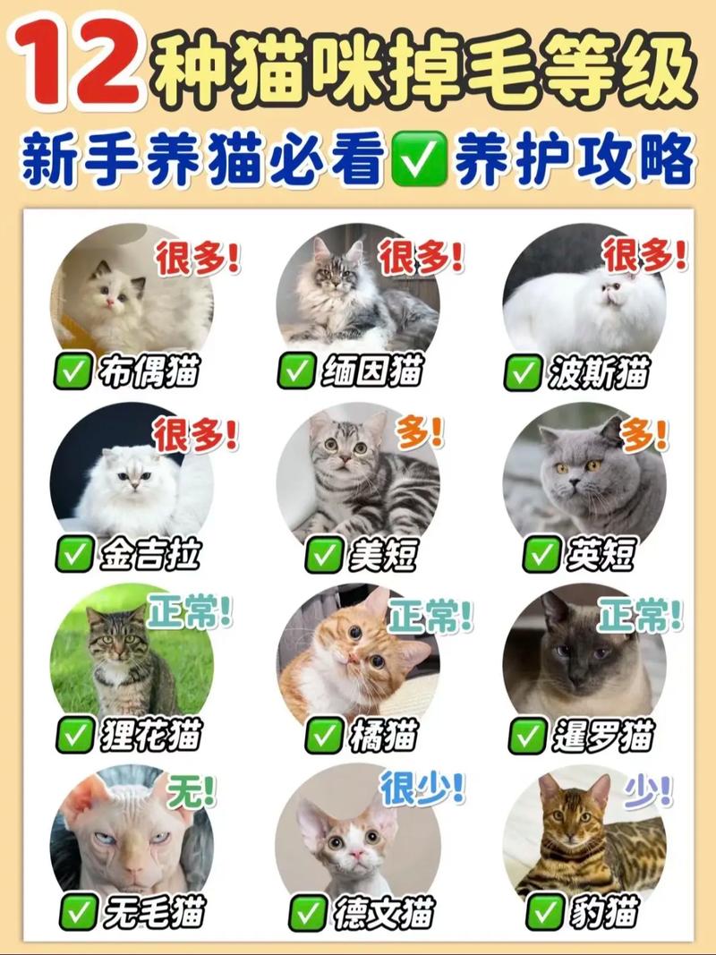 猫咪脱毛是怎么回事,猫咪脱毛是怎么回事??-第1张图片-后鲨宠物 猫咪脱毛是怎么回事,猫咪脱毛是怎么回事??-第1张图片-后鲨宠物