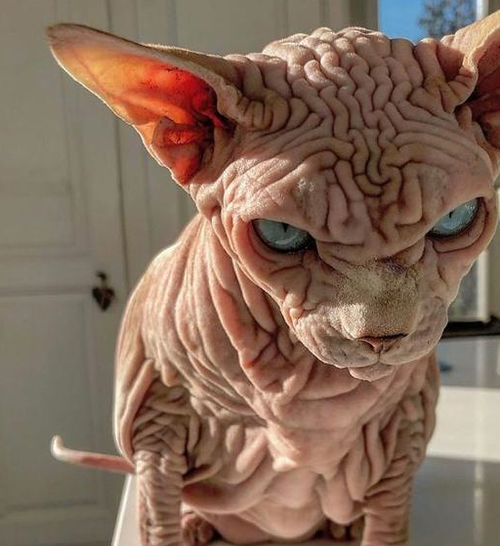 猫咪脱毛是怎么回事,猫咪脱毛是怎么回事??-第3张图片-后鲨宠物 猫咪脱毛是怎么回事,猫咪脱毛是怎么回事??-第3张图片-后鲨宠物