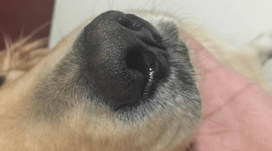 狗狗鼻子湿是正常的吗_狗狗鼻子湿漉漉的是什么-第5张图片-后鲨宠物 狗狗鼻子湿是正常的吗_狗狗鼻子湿漉漉的是什么-第5张图片-后鲨宠物