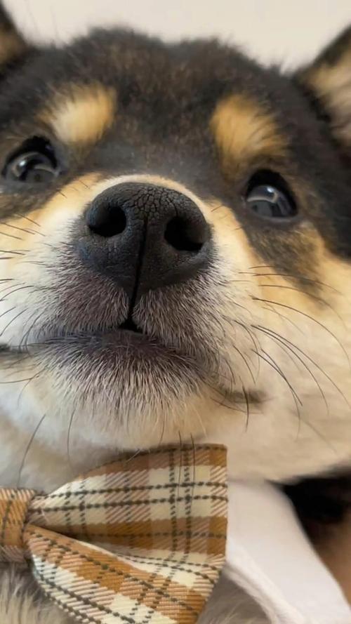 狗狗鼻子湿是正常的吗_狗狗鼻子湿漉漉的是什么-第6张图片-后鲨宠物 狗狗鼻子湿是正常的吗_狗狗鼻子湿漉漉的是什么-第6张图片-后鲨宠物