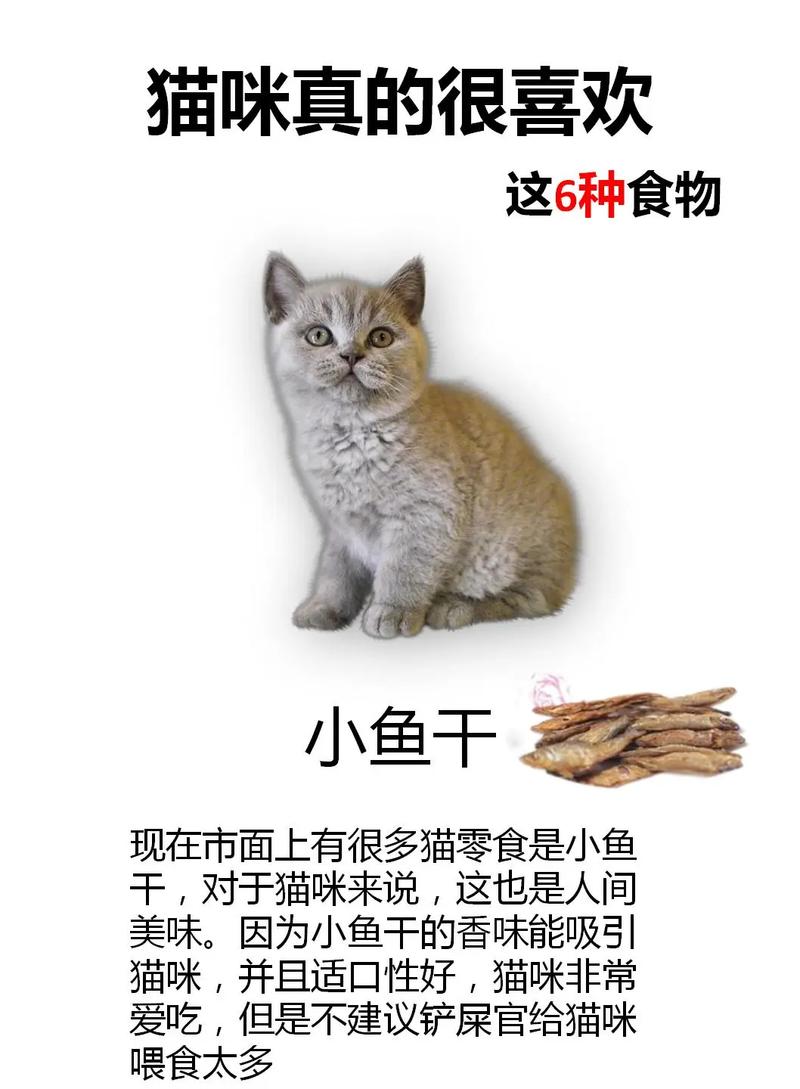 猫咪最喜欢什么,猫咪的品种有哪些-第5张图片-后鲨宠物 猫咪最喜欢什么,猫咪的品种有哪些-第5张图片-后鲨宠物