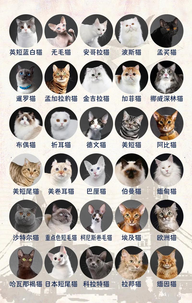 猫咪最喜欢什么,猫咪的品种有哪些-第6张图片-后鲨宠物 猫咪最喜欢什么,猫咪的品种有哪些-第6张图片-后鲨宠物