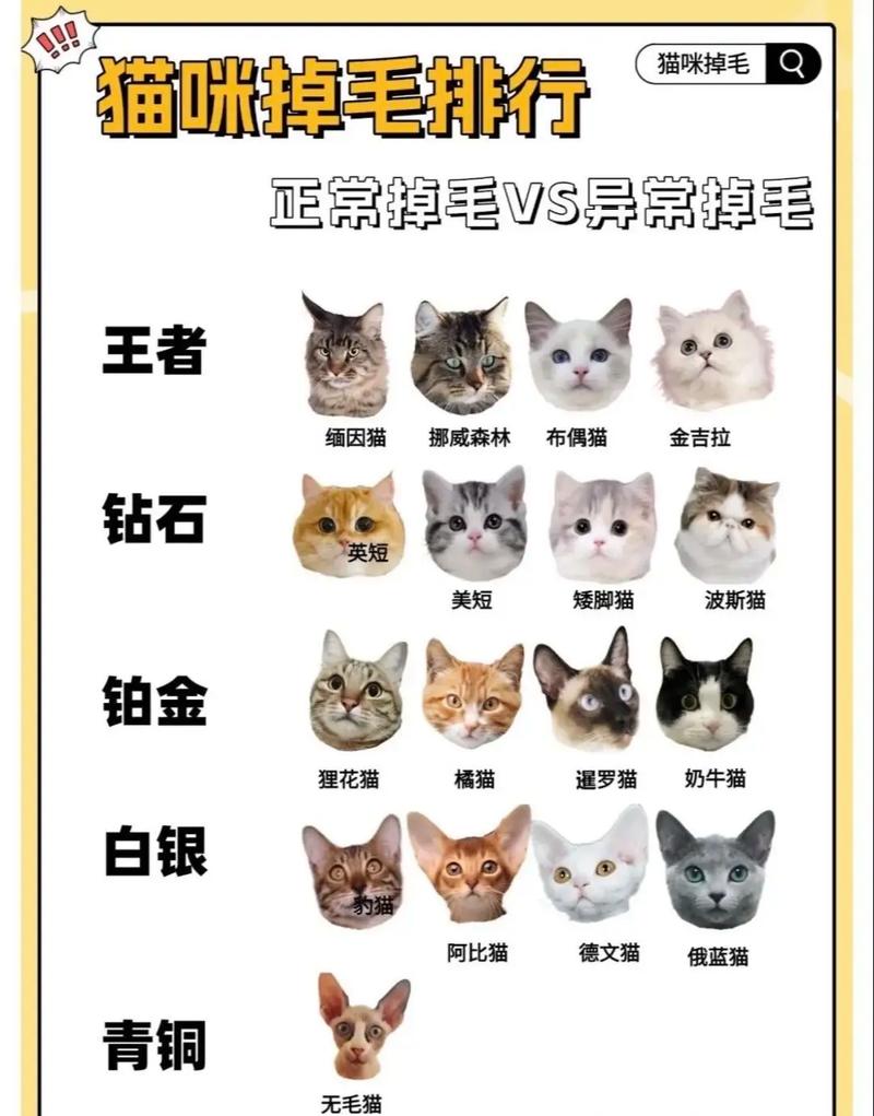 猫咪什么时候掉毛_猫咪什么时候掉毛季节-第4张图片-后鲨宠物 猫咪什么时候掉毛_猫咪什么时候掉毛季节-第4张图片-后鲨宠物