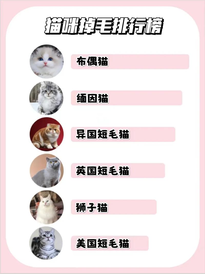 猫咪什么时候掉毛_猫咪什么时候掉毛季节-第5张图片-后鲨宠物 猫咪什么时候掉毛_猫咪什么时候掉毛季节-第5张图片-后鲨宠物