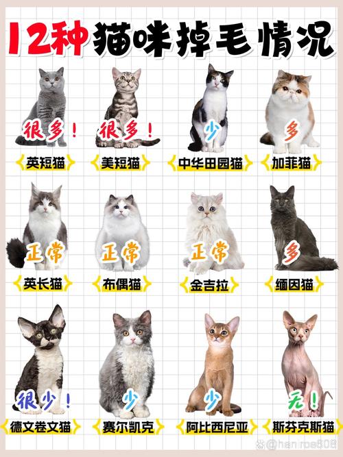 猫咪什么时候掉毛_猫咪什么时候掉毛季节-第6张图片-后鲨宠物 猫咪什么时候掉毛_猫咪什么时候掉毛季节-第6张图片-后鲨宠物