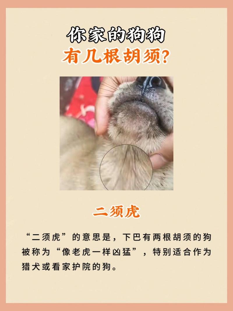 狗狗胡须可以剪吗,狗狗的胡须可以剃吗?-第1张图片-后鲨宠物 狗狗胡须可以剪吗,狗狗的胡须可以剃吗?-第1张图片-后鲨宠物