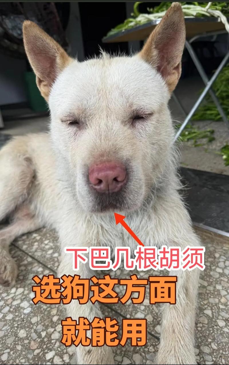 狗狗胡须可以剪吗,狗狗的胡须可以剃吗?-第6张图片-后鲨宠物 狗狗胡须可以剪吗,狗狗的胡须可以剃吗?-第6张图片-后鲨宠物