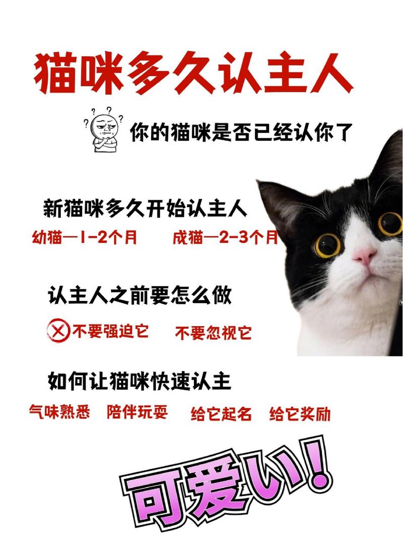 猫咪多大认主人,猫咪多大开始认主人-第4张图片-后鲨宠物 猫咪多大认主人,猫咪多大开始认主人-第4张图片-后鲨宠物