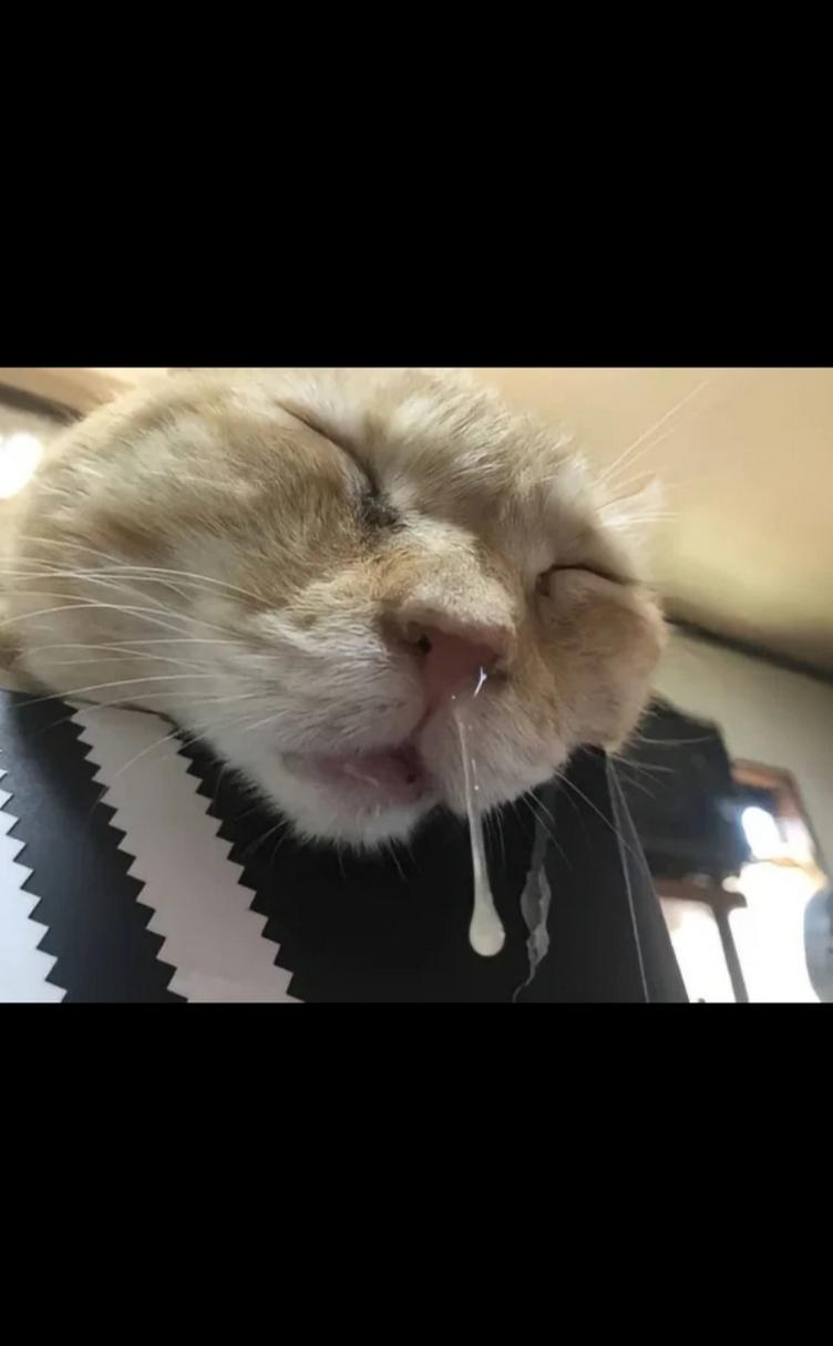 猫咪流鼻涕怎么办_猫咪流鼻涕怎么办好得快-第3张图片-后鲨宠物 猫咪流鼻涕怎么办_猫咪流鼻涕怎么办好得快-第3张图片-后鲨宠物