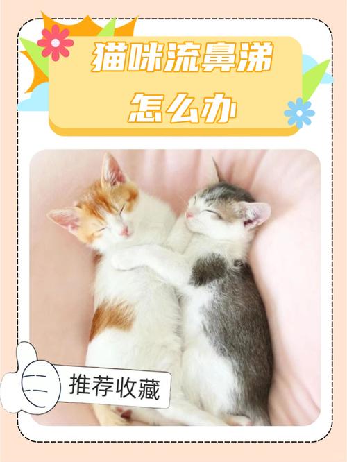 猫咪流鼻涕怎么办_猫咪流鼻涕怎么办好得快-第4张图片-后鲨宠物 猫咪流鼻涕怎么办_猫咪流鼻涕怎么办好得快-第4张图片-后鲨宠物