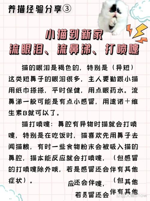 猫咪流鼻涕怎么办_猫咪流鼻涕怎么办好得快-第5张图片-后鲨宠物 猫咪流鼻涕怎么办_猫咪流鼻涕怎么办好得快-第5张图片-后鲨宠物