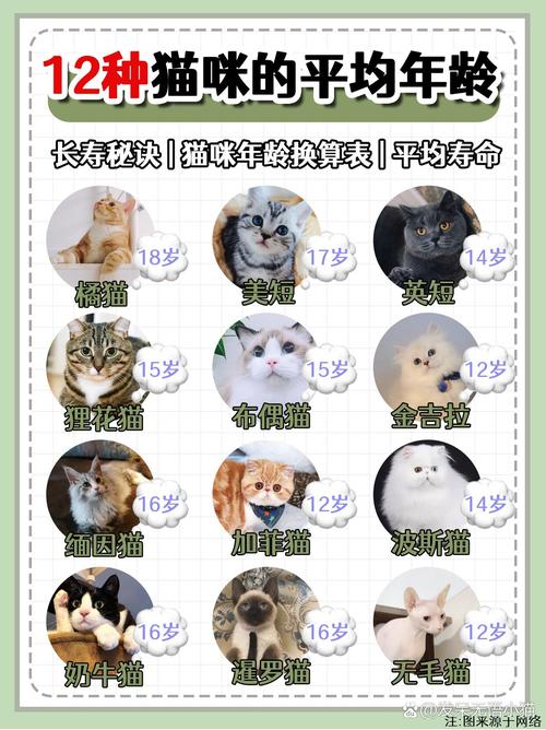 猫咪几个月成年,猫咪几个月成年猫-第1张图片-后鲨宠物 猫咪几个月成年,猫咪几个月成年猫-第1张图片-后鲨宠物