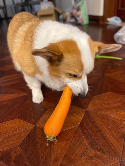 狗狗可以吃生胡萝卜吗_狗可以吃生的胡萝卜嚒-第6张图片-后鲨宠物 狗狗可以吃生胡萝卜吗_狗可以吃生的胡萝卜嚒-第6张图片-后鲨宠物