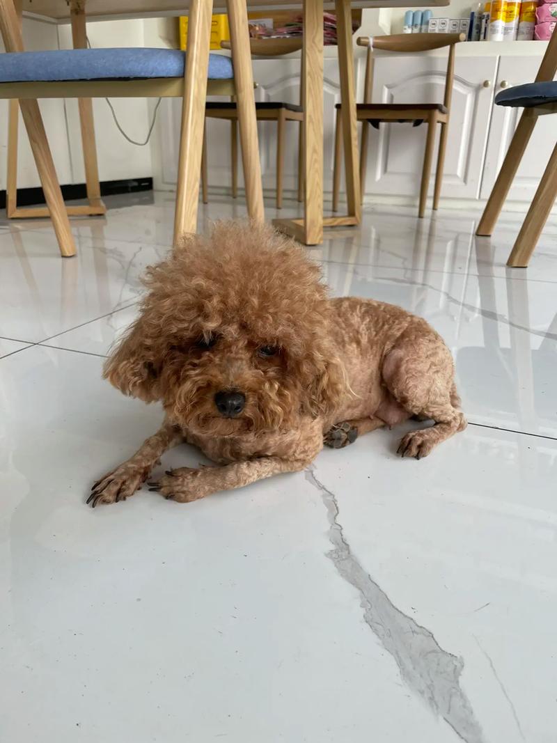 50天的狗狗能洗澡吗,五十天的小狗狗可以洗澡吗?-第1张图片-后鲨宠物 50天的狗狗能洗澡吗,五十天的小狗狗可以洗澡吗?-第1张图片-后鲨宠物