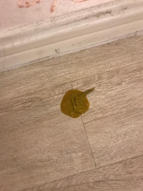 狗狗可以喝ad钙奶吗,狗狗可以喝ad钙奶吗??-第4张图片-后鲨宠物 狗狗可以喝ad钙奶吗,狗狗可以喝ad钙奶吗??-第4张图片-后鲨宠物