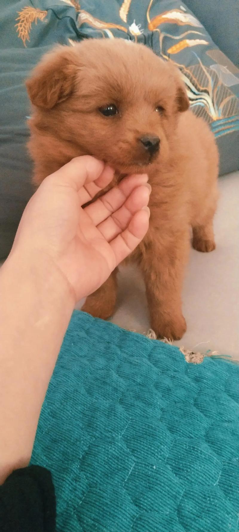 狗狗可以喝ad钙奶吗,狗狗可以喝ad钙奶吗??-第5张图片-后鲨宠物 狗狗可以喝ad钙奶吗,狗狗可以喝ad钙奶吗??-第5张图片-后鲨宠物