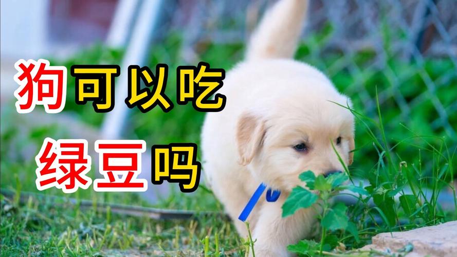 狗狗可以吃绿豆饼吗_狗狗可以吃绿豆饼不-第6张图片-后鲨宠物 狗狗可以吃绿豆饼吗_狗狗可以吃绿豆饼不-第6张图片-后鲨宠物