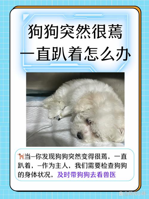 狗狗脑震荡能自愈吗,狗狗脑震荡危险期?-第3张图片-后鲨宠物 狗狗脑震荡能自愈吗,狗狗脑震荡危险期?-第3张图片-后鲨宠物