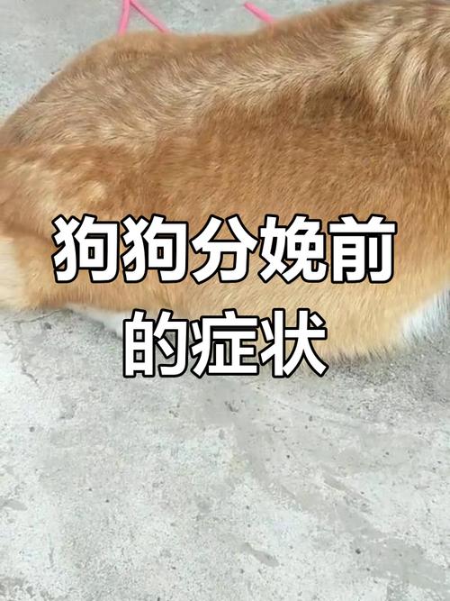 狗狗临产前的表现10天,狗狗临产前10天图?-第4张图片-后鲨宠物 狗狗临产前的表现10天,狗狗临产前10天图?-第4张图片-后鲨宠物