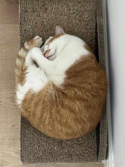 猫咪的作息时间,猫咪的作息时间会不会跟着人的作息时间而改变?-第1张图片-后鲨宠物 猫咪的作息时间,猫咪的作息时间会不会跟着人的作息时间而改变?-第1张图片-后鲨宠物