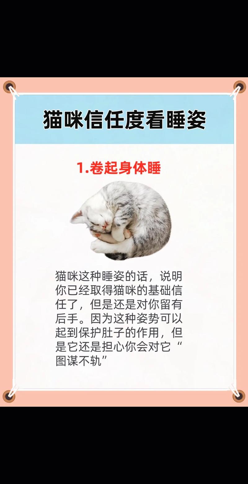 猫咪的作息时间,猫咪的作息时间会不会跟着人的作息时间而改变?-第2张图片-后鲨宠物 猫咪的作息时间,猫咪的作息时间会不会跟着人的作息时间而改变?-第2张图片-后鲨宠物