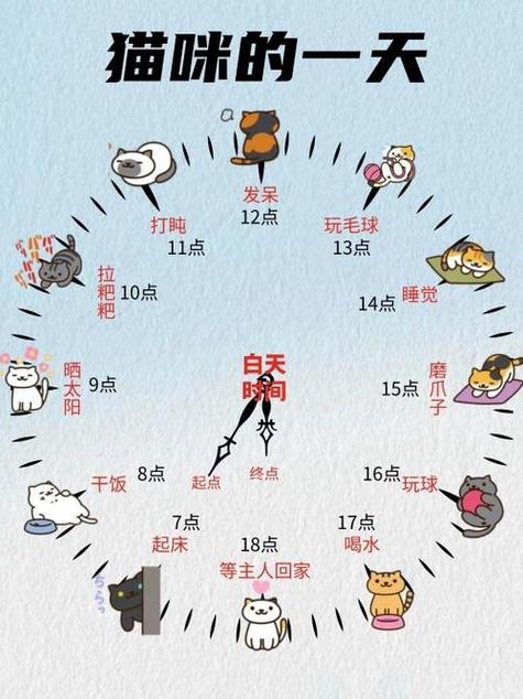 猫咪的作息时间,猫咪的作息时间会不会跟着人的作息时间而改变?-第3张图片-后鲨宠物 猫咪的作息时间,猫咪的作息时间会不会跟着人的作息时间而改变?-第3张图片-后鲨宠物