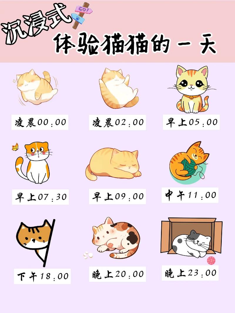 猫咪的作息时间,猫咪的作息时间会不会跟着人的作息时间而改变?-第5张图片-后鲨宠物 猫咪的作息时间,猫咪的作息时间会不会跟着人的作息时间而改变?-第5张图片-后鲨宠物