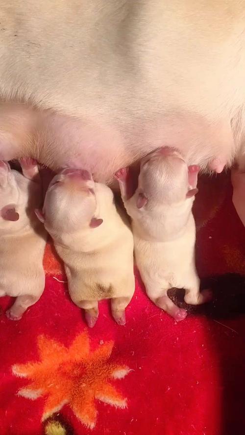 狗狗吃什么下奶多_狗狗吃什么最下奶-第5张图片-后鲨宠物 狗狗吃什么下奶多_狗狗吃什么最下奶-第5张图片-后鲨宠物