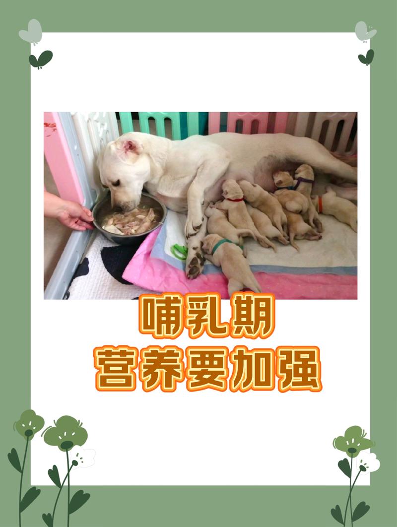 狗狗吃什么下奶多_狗狗吃什么最下奶-第6张图片-后鲨宠物 狗狗吃什么下奶多_狗狗吃什么最下奶-第6张图片-后鲨宠物