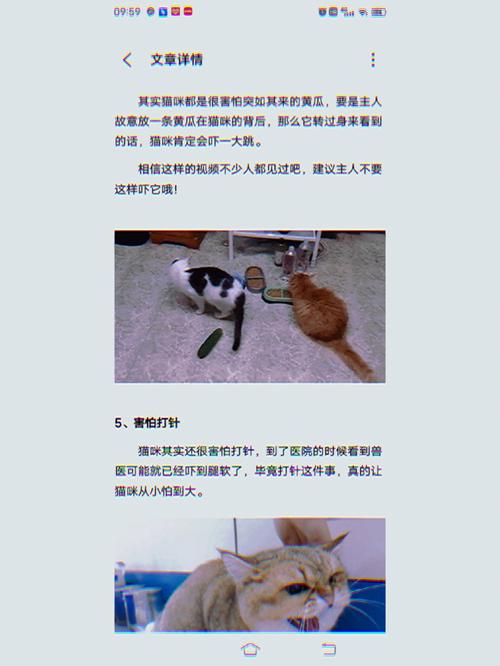 猫咪为什么怕黄瓜,猫咪为什么怕黄瓜的味道-第3张图片-后鲨宠物 猫咪为什么怕黄瓜,猫咪为什么怕黄瓜的味道-第3张图片-后鲨宠物