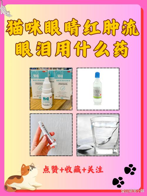 猫咪流眼泪怎么办,猫咪感冒流眼泪怎么办-第4张图片-后鲨宠物 猫咪流眼泪怎么办,猫咪感冒流眼泪怎么办-第4张图片-后鲨宠物