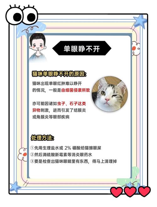 猫咪流眼泪怎么办,猫咪感冒流眼泪怎么办-第5张图片-后鲨宠物 猫咪流眼泪怎么办,猫咪感冒流眼泪怎么办-第5张图片-后鲨宠物