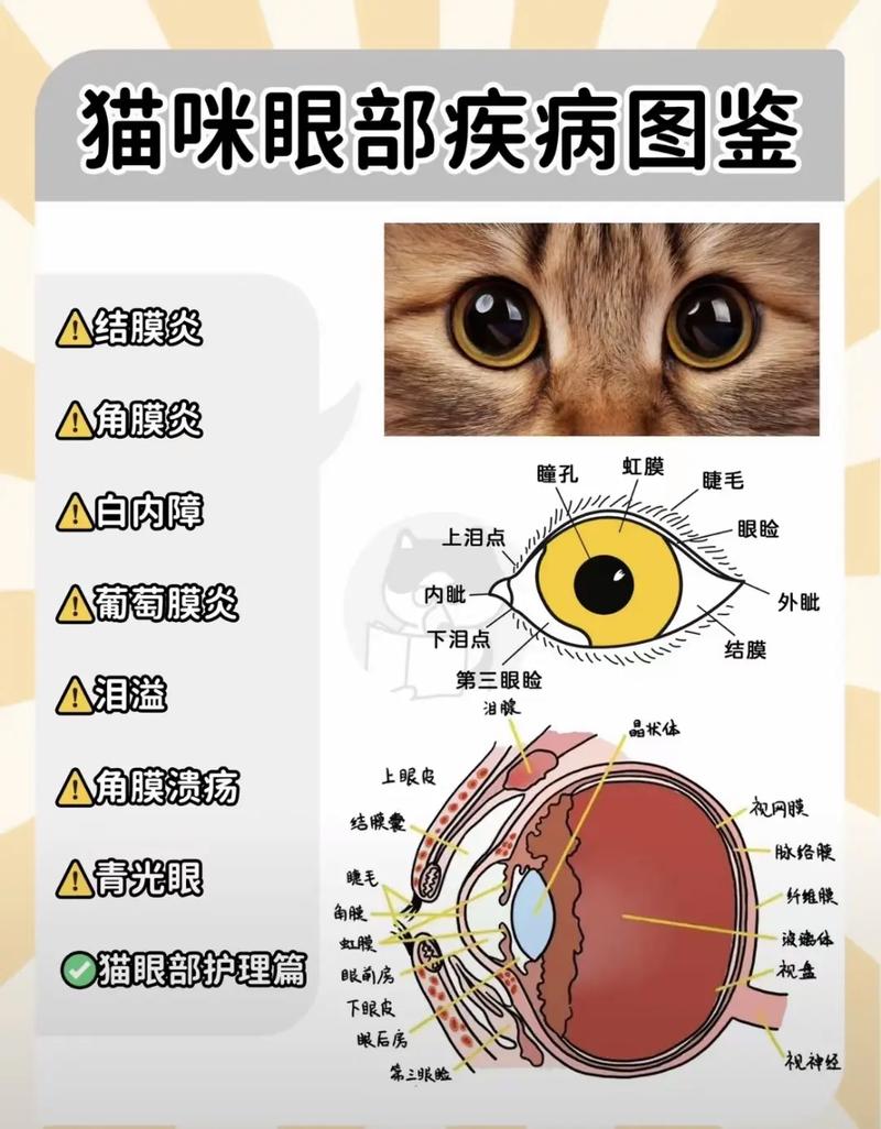 猫咪眼睛为什么会发炎,猫咪眼睛为什么会发炎睁不开?-第2张图片-后鲨宠物 猫咪眼睛为什么会发炎,猫咪眼睛为什么会发炎睁不开?-第2张图片-后鲨宠物