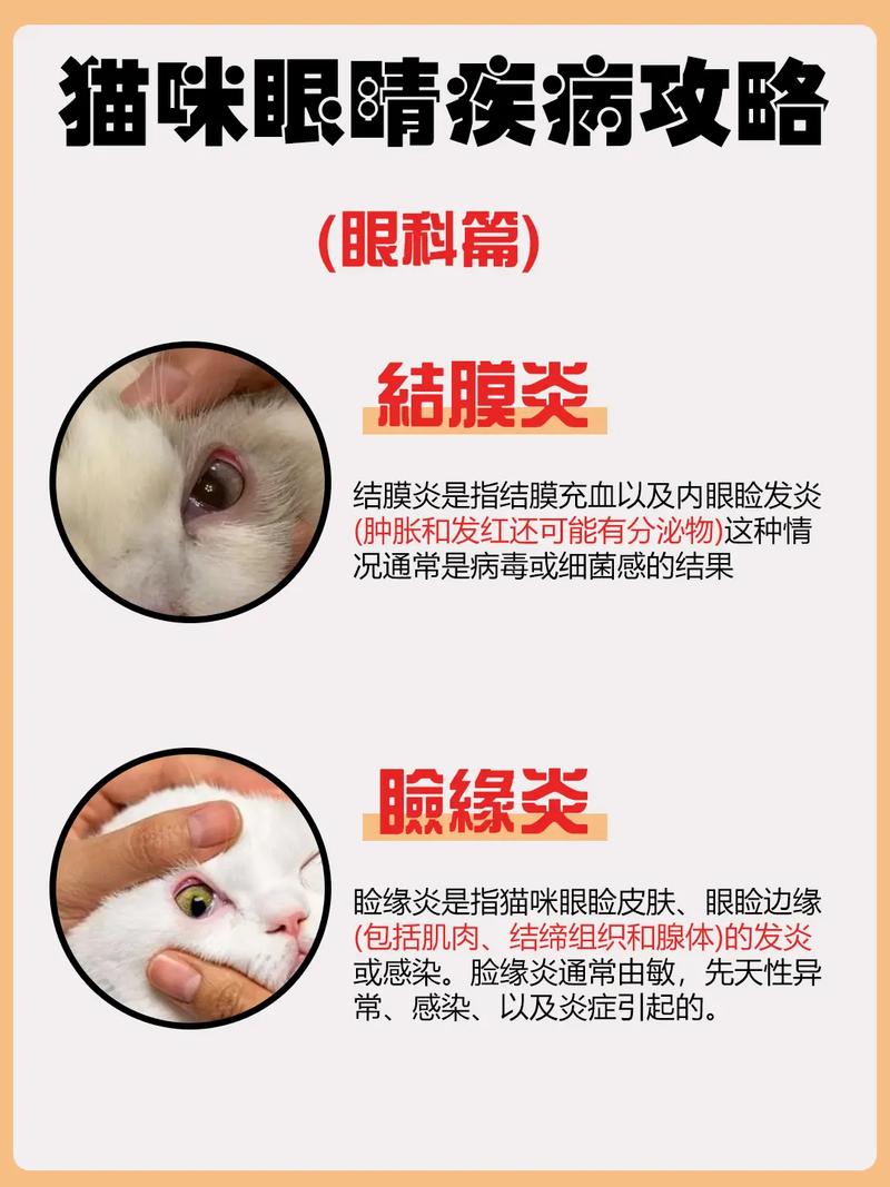 猫咪眼睛为什么会发炎,猫咪眼睛为什么会发炎睁不开?-第3张图片-后鲨宠物 猫咪眼睛为什么会发炎,猫咪眼睛为什么会发炎睁不开?-第3张图片-后鲨宠物