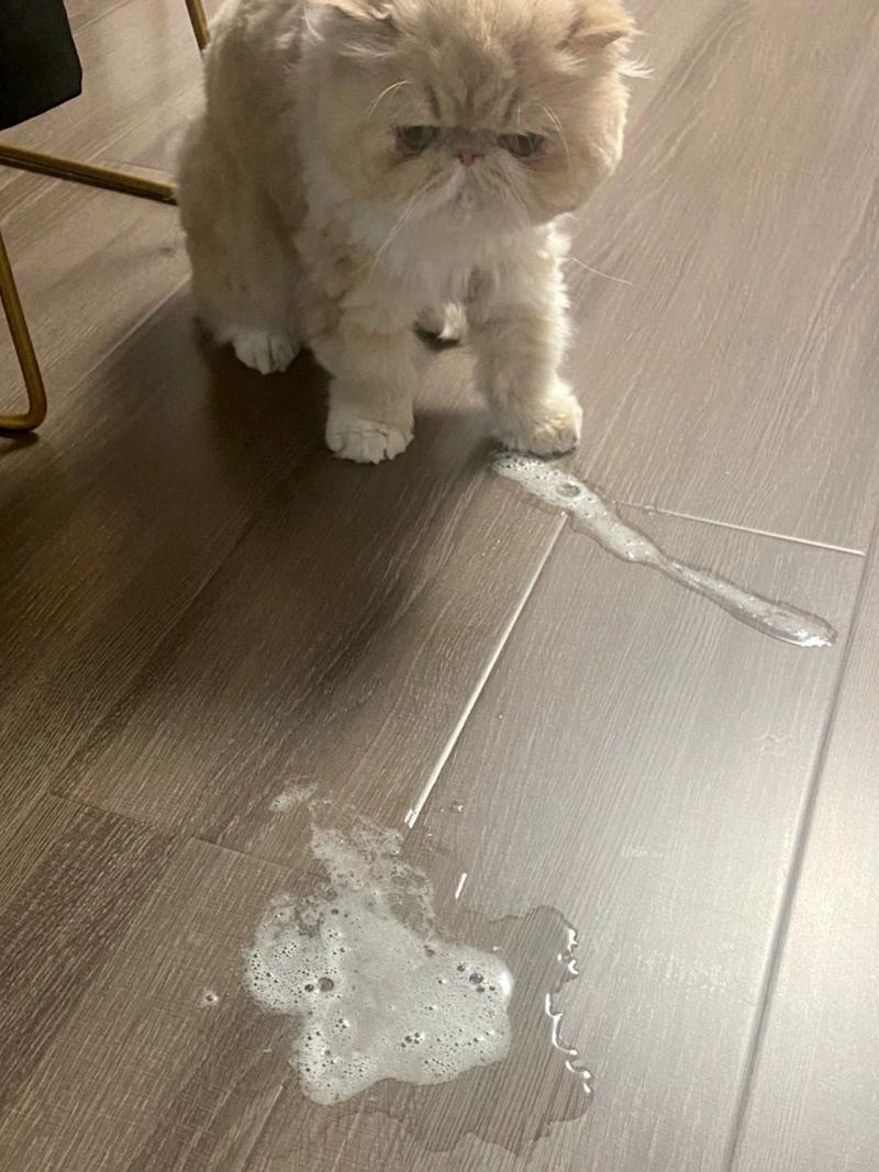 猫咪口吐白沫的原因,猫咪口吐白沫是怎么回事?-第4张图片-后鲨宠物 猫咪口吐白沫的原因,猫咪口吐白沫是怎么回事?-第4张图片-后鲨宠物