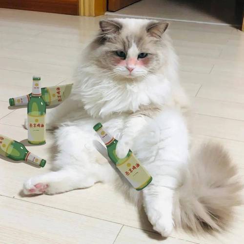 猫咪能喝啤酒吗_猫咪喝啤酒没事吧-第3张图片-后鲨宠物