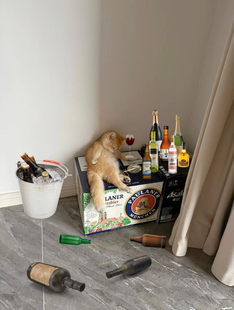 猫咪能喝啤酒吗_猫咪喝啤酒没事吧-第2张图片-后鲨宠物