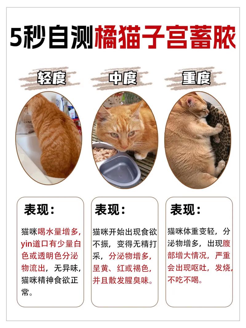 猫咪子宫蓄脓怎么治疗,猫咪子宫蓄脓怎么治疗不用绝育-第4张图片-后鲨宠物 猫咪子宫蓄脓怎么治疗,猫咪子宫蓄脓怎么治疗不用绝育-第4张图片-后鲨宠物