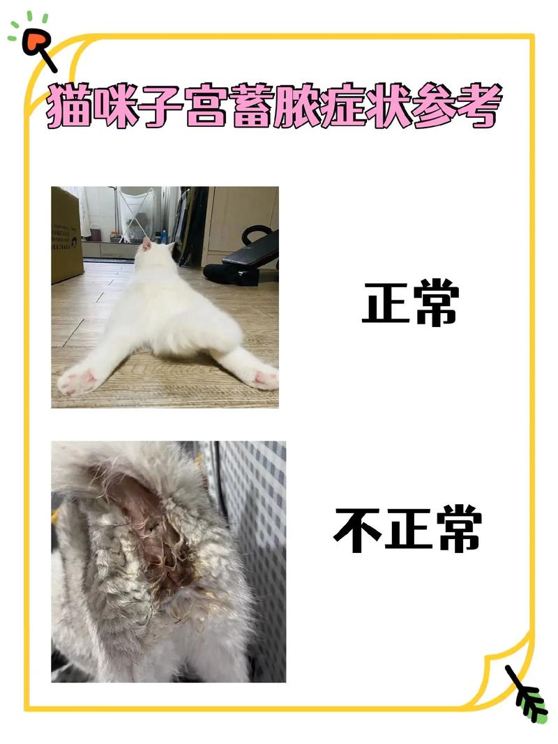 猫咪子宫蓄脓怎么治疗,猫咪子宫蓄脓怎么治疗不用绝育-第3张图片-后鲨宠物 猫咪子宫蓄脓怎么治疗,猫咪子宫蓄脓怎么治疗不用绝育-第3张图片-后鲨宠物